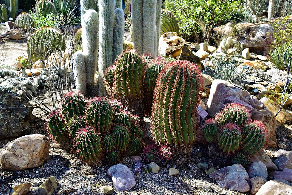 Cluster of red-spined barrel and hedgehog cacti among desert rocks.