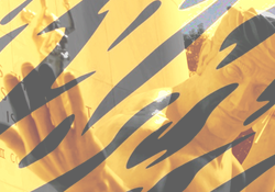 the spirit of detroit tiger stripe  (1)