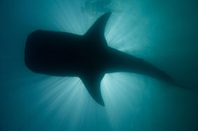 HOLBOX_WHALE SHARKS.jpeg
