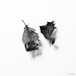 Still life #11