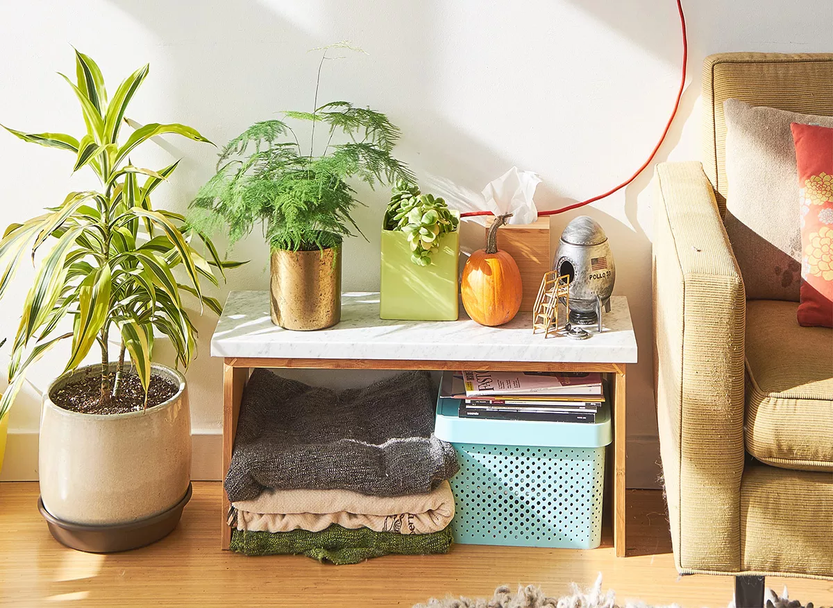 plantas-em-casa-pxfuel.webp