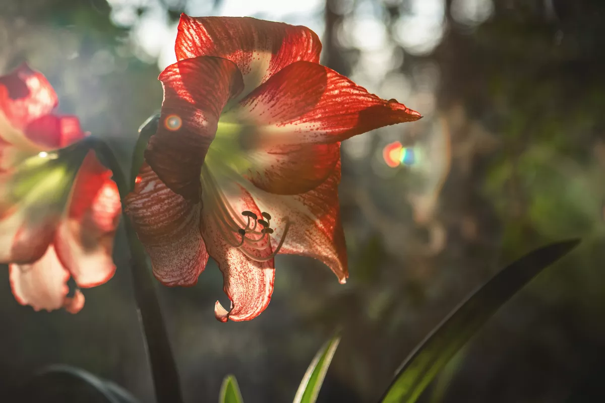 saiba-como-cultivar-a-amarilis.webp