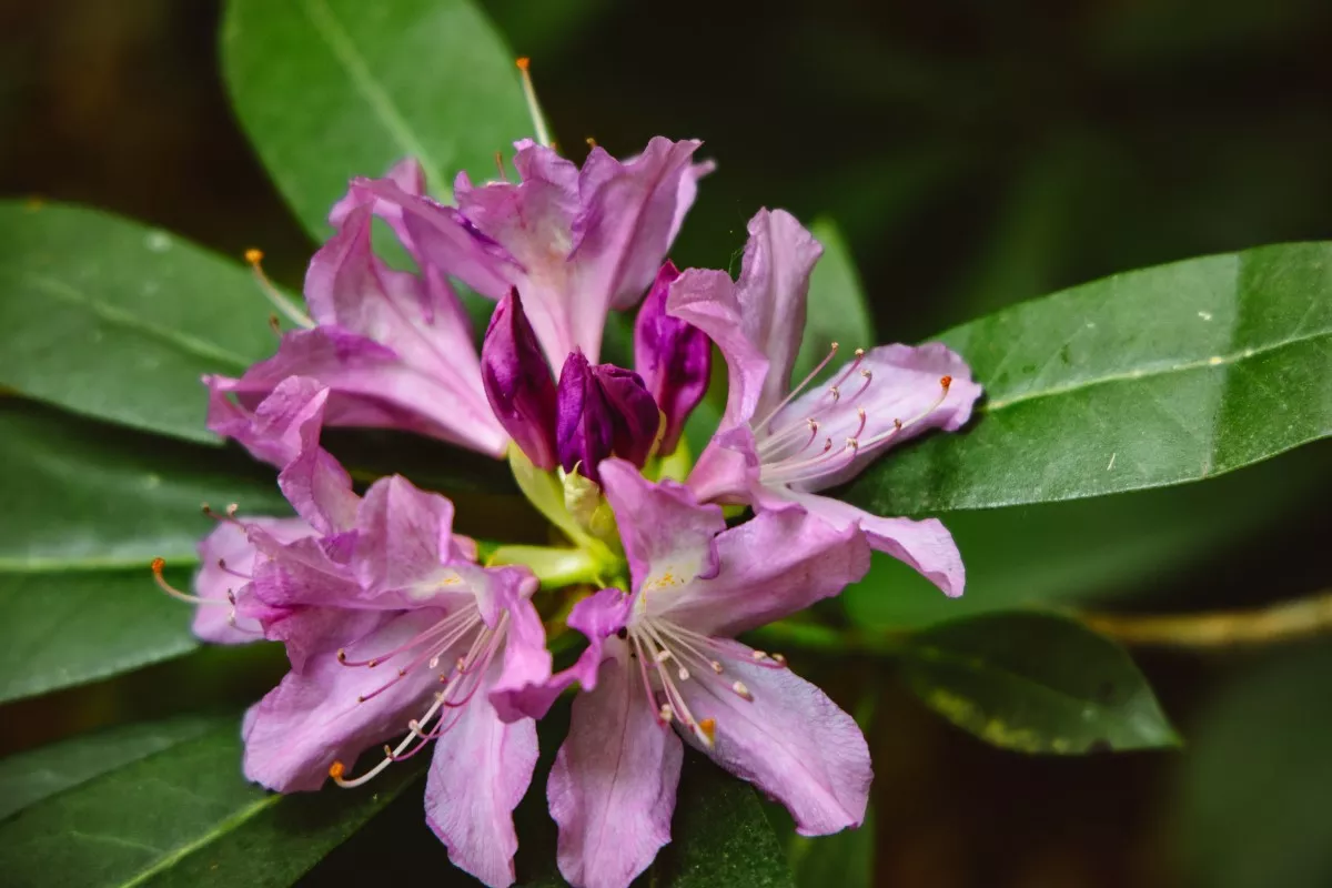 rododendro-roxo.webp