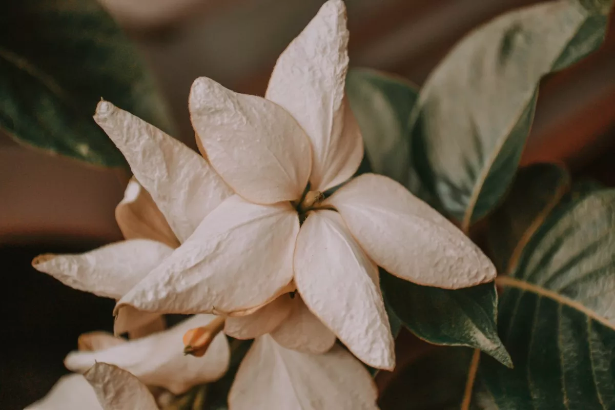 flor-branca-mussaneda.webp