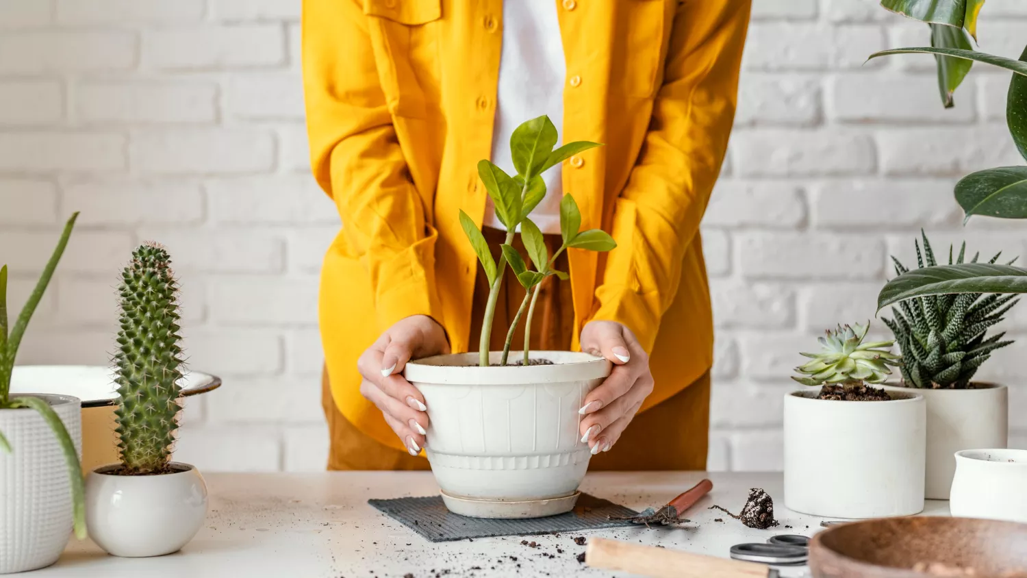 2-plantas-em-casa-energia-foto-freepik.webp
