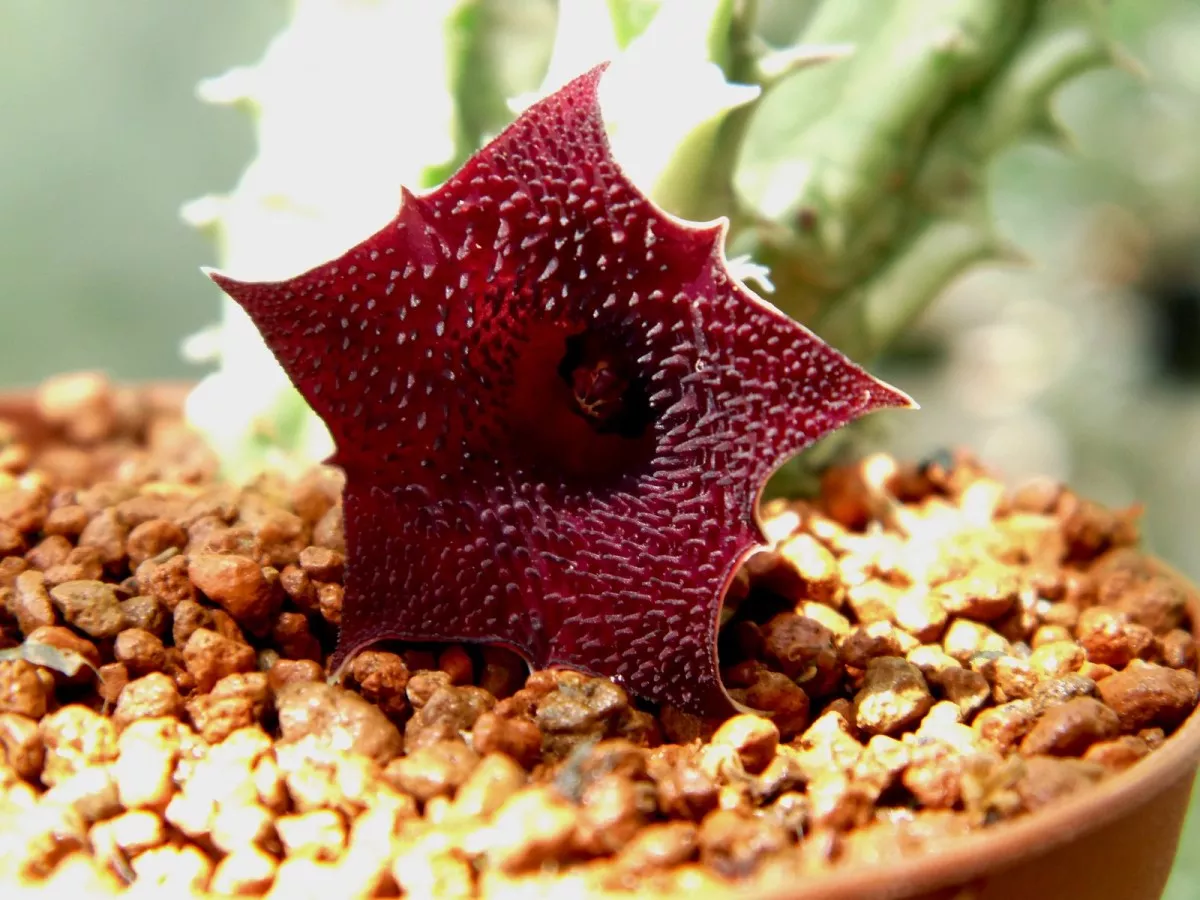 huernia-macrocarpa.webp
