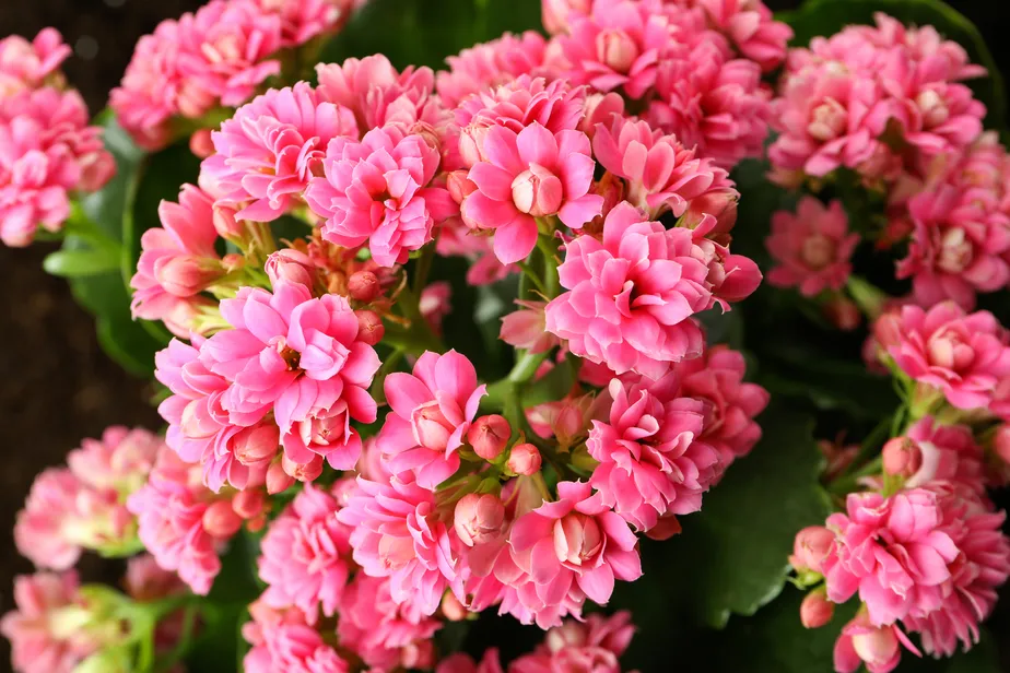 pink-kalanchoe-close-up-and-selective-focus-1-.webp