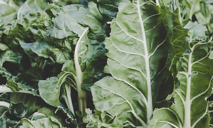 Swiss Chard