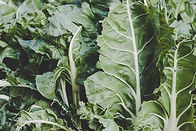 Swiss Chard