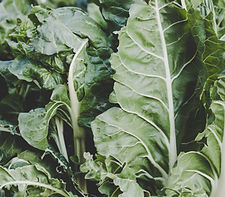 Swiss Chard