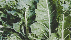 Vertical farming