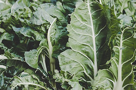 Swiss Chard