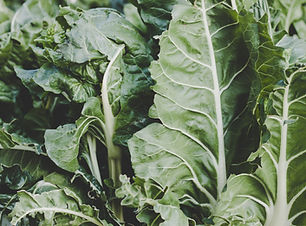 Swiss Chard