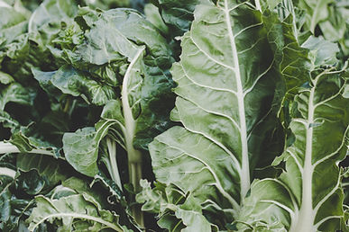 Preservation Series: Blanched Kale or Chard