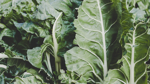 Swiss chard
