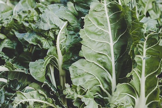 Swiss Chard