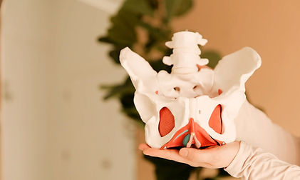 pelvis shown_edited.jpg