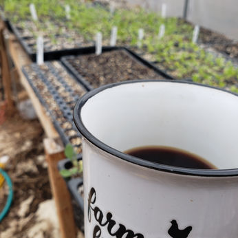 young plants growing in a greenhouse
