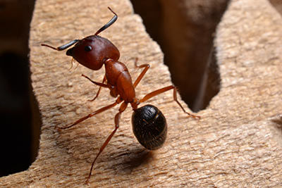 A closeup of a carpenter ant