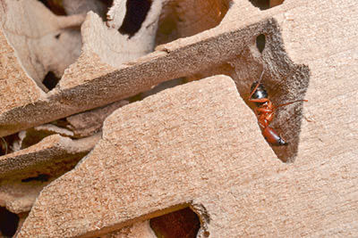 The burrows of a carpenter ant