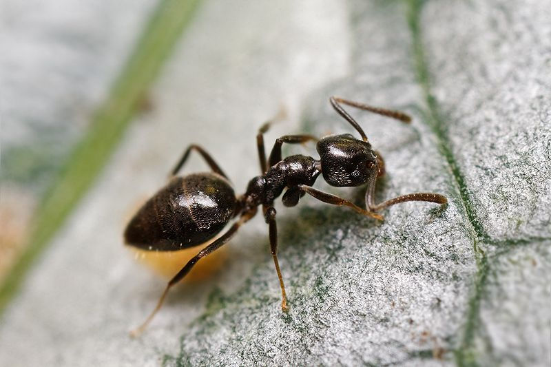 A closeup photo of an ant