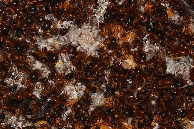 A large gathering of carpenter ants