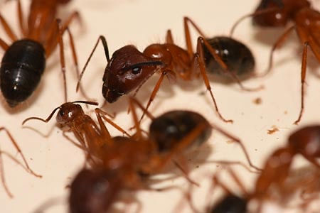 A closeup of a carpenter ant