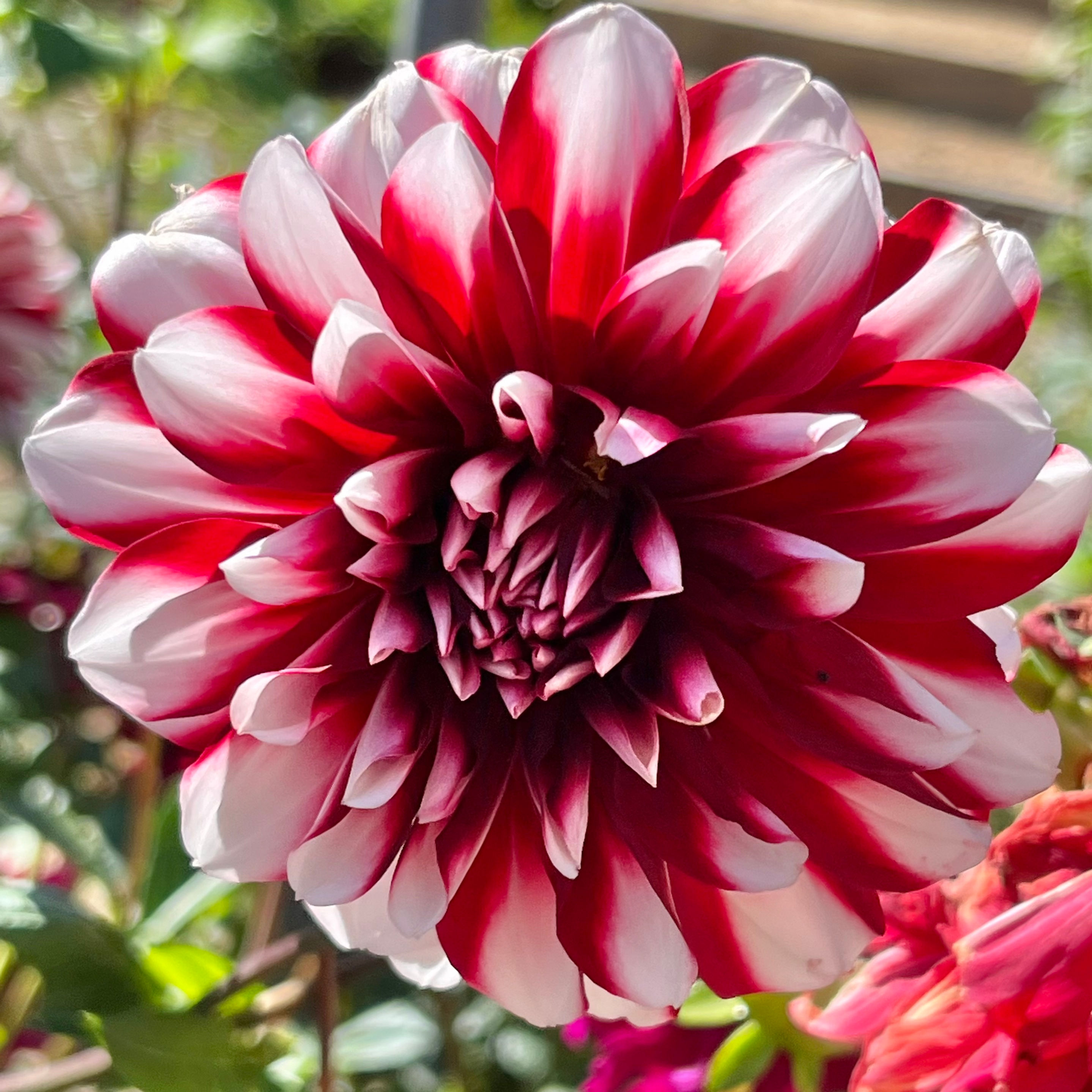 SEEDS from Dahlia Raspberry and Cream