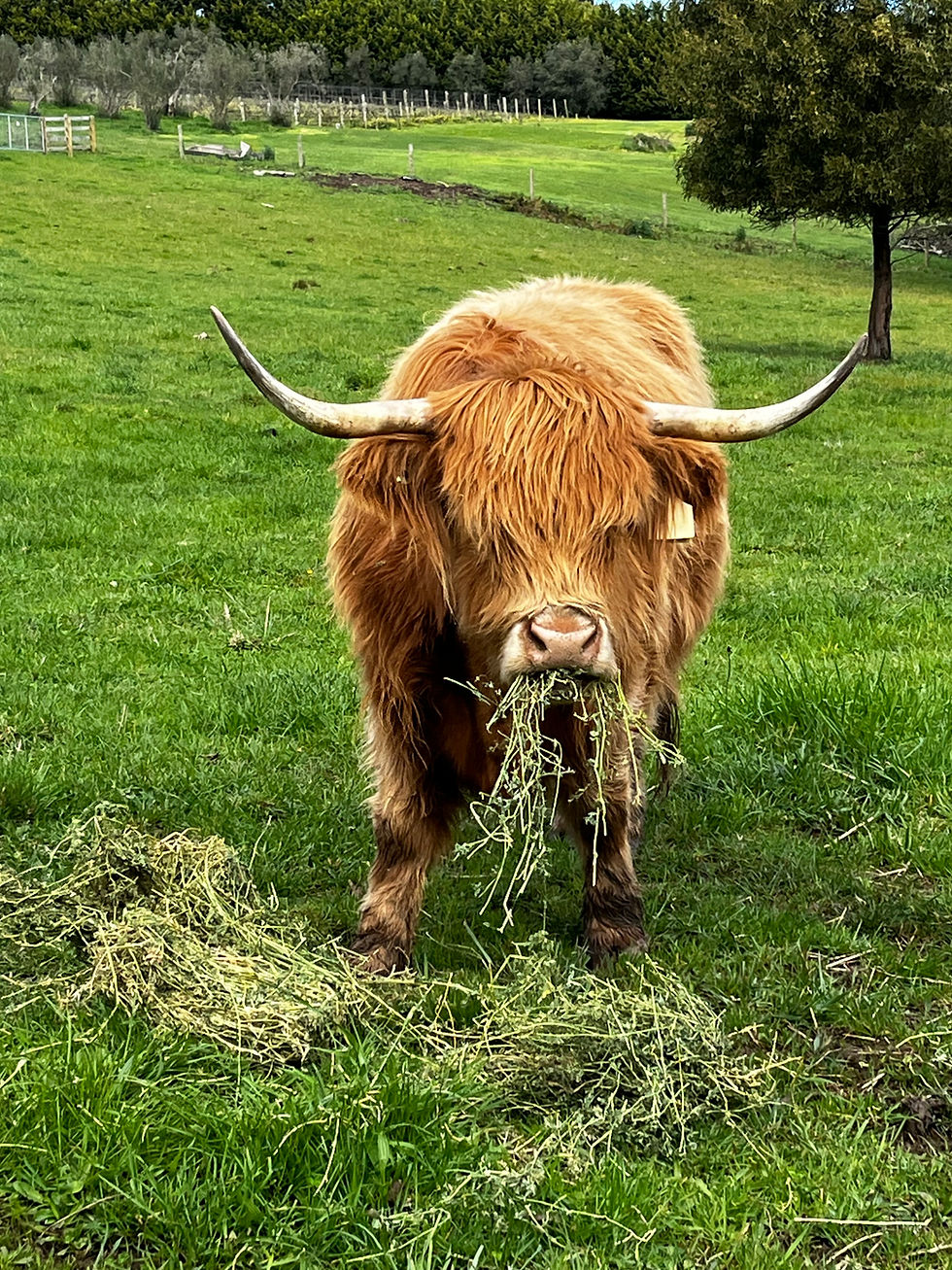 Cow.jpg