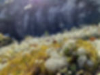AF97562F-AB51-4DC6-9FA8-74C170294231_1_105_c.jpeg