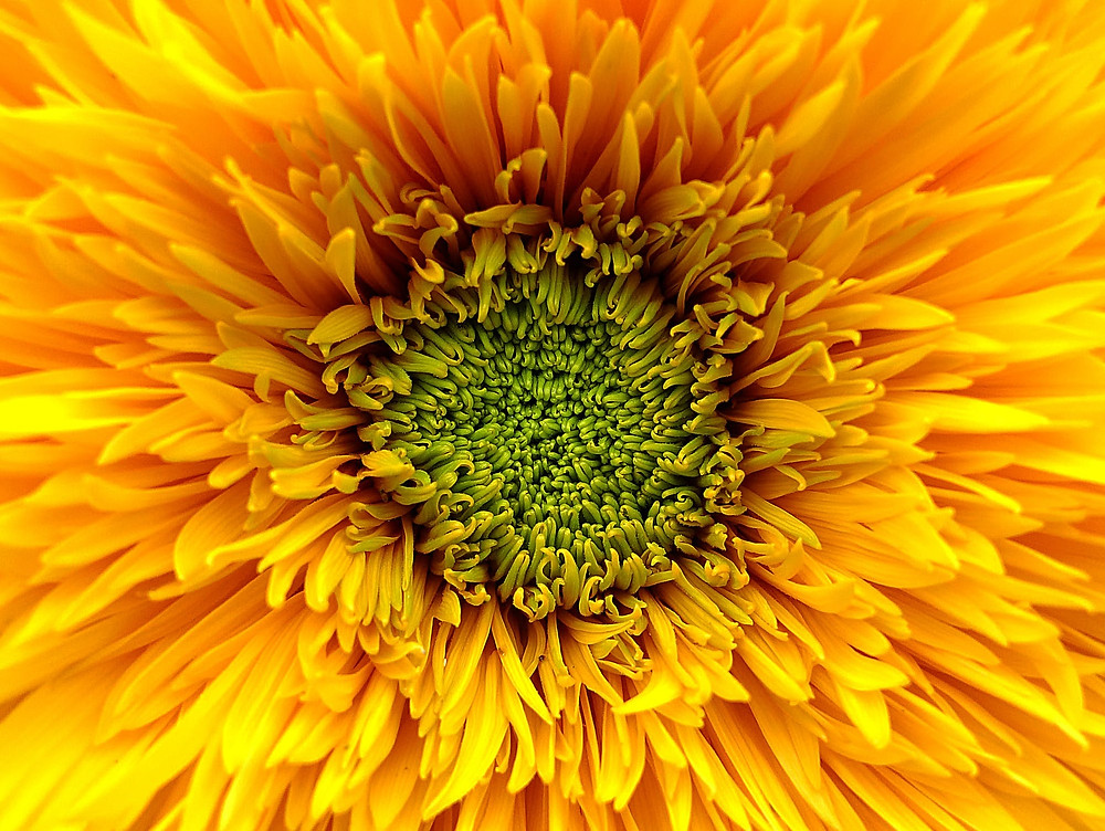 Surrounded by yellow healing light, thank you Daisy.