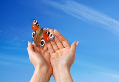 butterfly.jpg