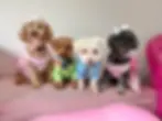 Four small poodles dressed in colorful outfits and bows