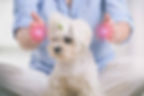 Discover Holistic Healing for Your Pet