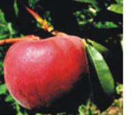 PF 5B Peaches