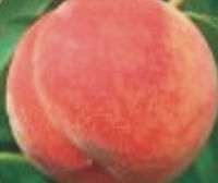 J.H. Hale Peaches