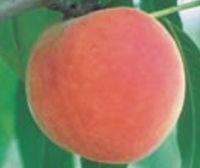 Roza Peaches