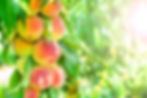 Order Peaches for your fundraiser