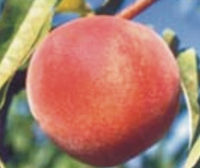 Starfire Peaches