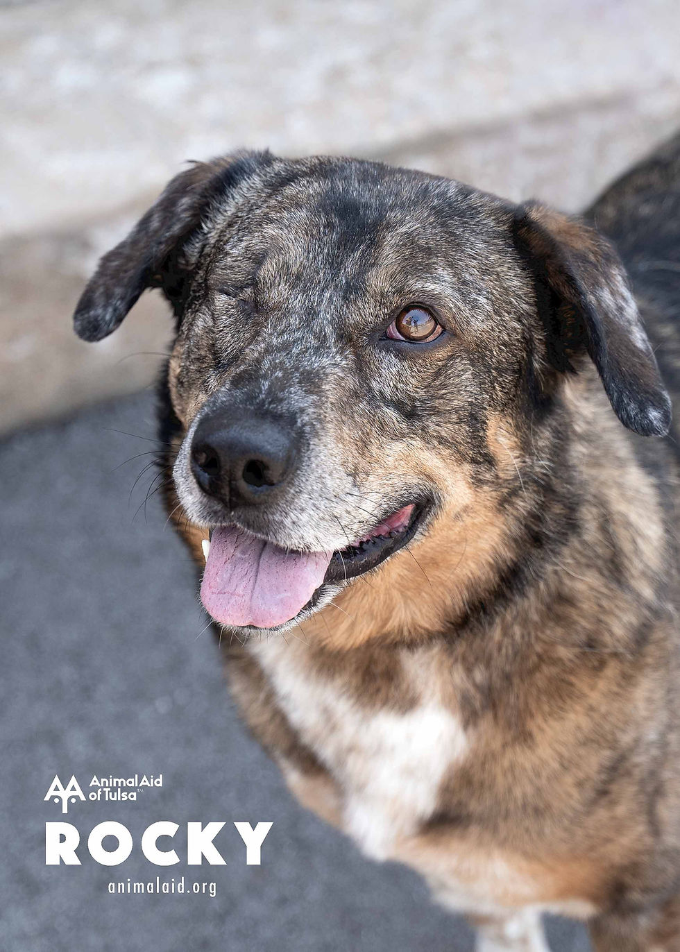 Rocky (male, 5 years)
