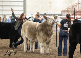 Steer Slap Aksarben.jpg