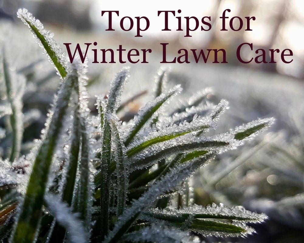 Top Tips for Winter Lawn Care