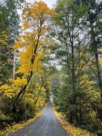 yellow leaves, fall walk, Bowen Island