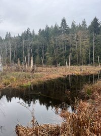 Walk to Killarney Lake in Bowen Island, overcast day