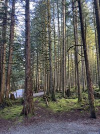 Winter Camping Near Vancouver, Rolley lake campground, forest