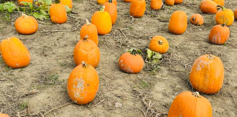pumpkin patch, pumpkin farm