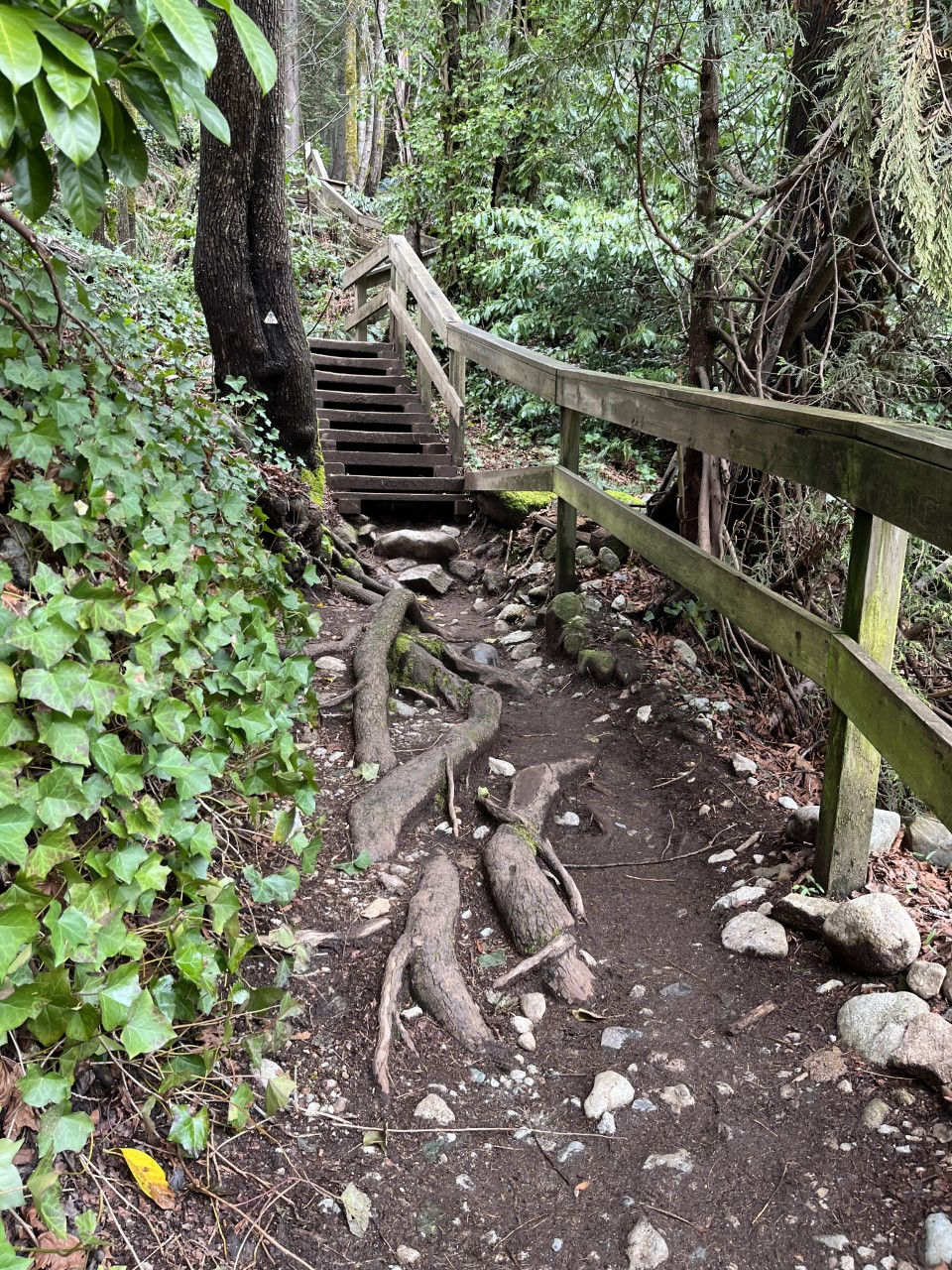 Hike on Vancouver BC, forest trail, stairs