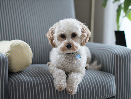 Should my dog be on the sofa?