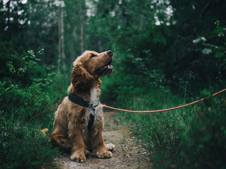 Top 5 commands every dog should know, outside of the basic positions!