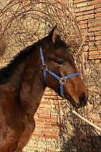 poulain 3.1.jpg